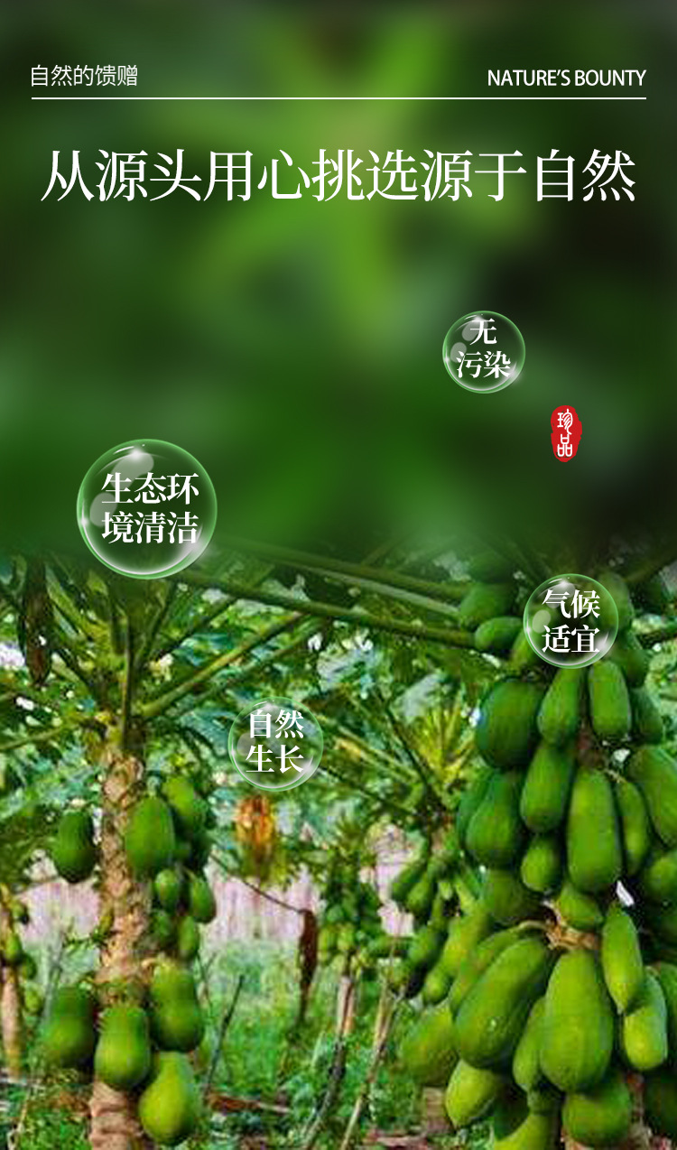 中華藥都珍品 干木瓜絲初級農產品的選購與價值