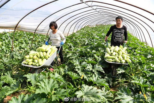 第八批安徽省無公害農產品認定名單公布，783個產品入選，看看有您家鄉的嗎？