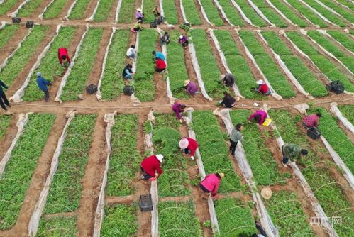瞰縣域丨甘肅成縣 小品種逆襲，編織強縣域大網