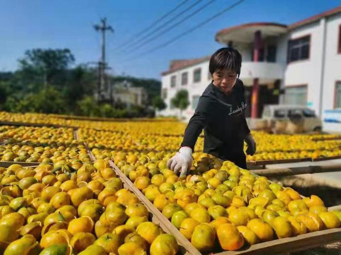 浦北縣 “三鏈融合”激活億元產業發展新動能
