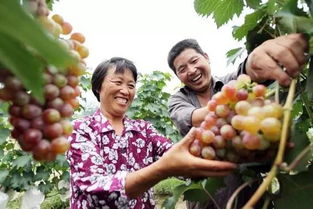 青島地道風物 家門口就能買到的初級農產(chǎn)品優(yōu)選指南