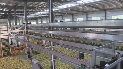 平和蜜柚 中國特色農產(chǎn)品優(yōu)勢區(qū)的金色名片