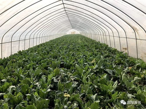 公益助農戰疫情丨泗陽滯銷農產品，盼你來幫忙